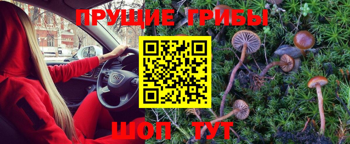 Псилоцибиновые грибы Psilocybe Каменск-Уральский